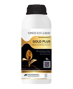 GOLD PLUS 